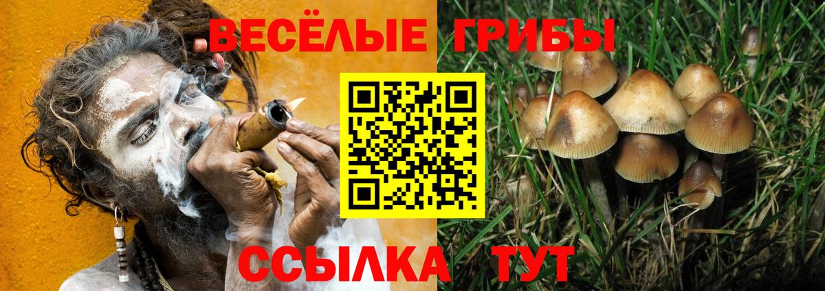 Боровичи  наркотики  Вход с VPN  Галлюциногенные грибы Psilocybe 