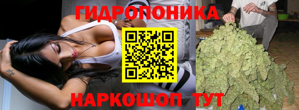 Бошки марихуана планчик  Вход с VPN  Каннабис OG Kush  Боровичи  Шишки марихуана Bruce Banner  МАРИХУАНА марихуана 